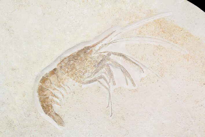 Huge, Fossil Shrimp (Aeger) - Solnhofen Limestone #92462